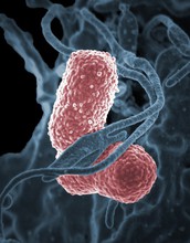 Results of the NSF EAGER grants will offer new insights into antibiotic resistance.